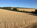 Fields near Upper Coberley after six weeks of drought (24th July 2018)