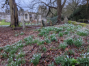 Snowdrops at All Saints, North Cerney